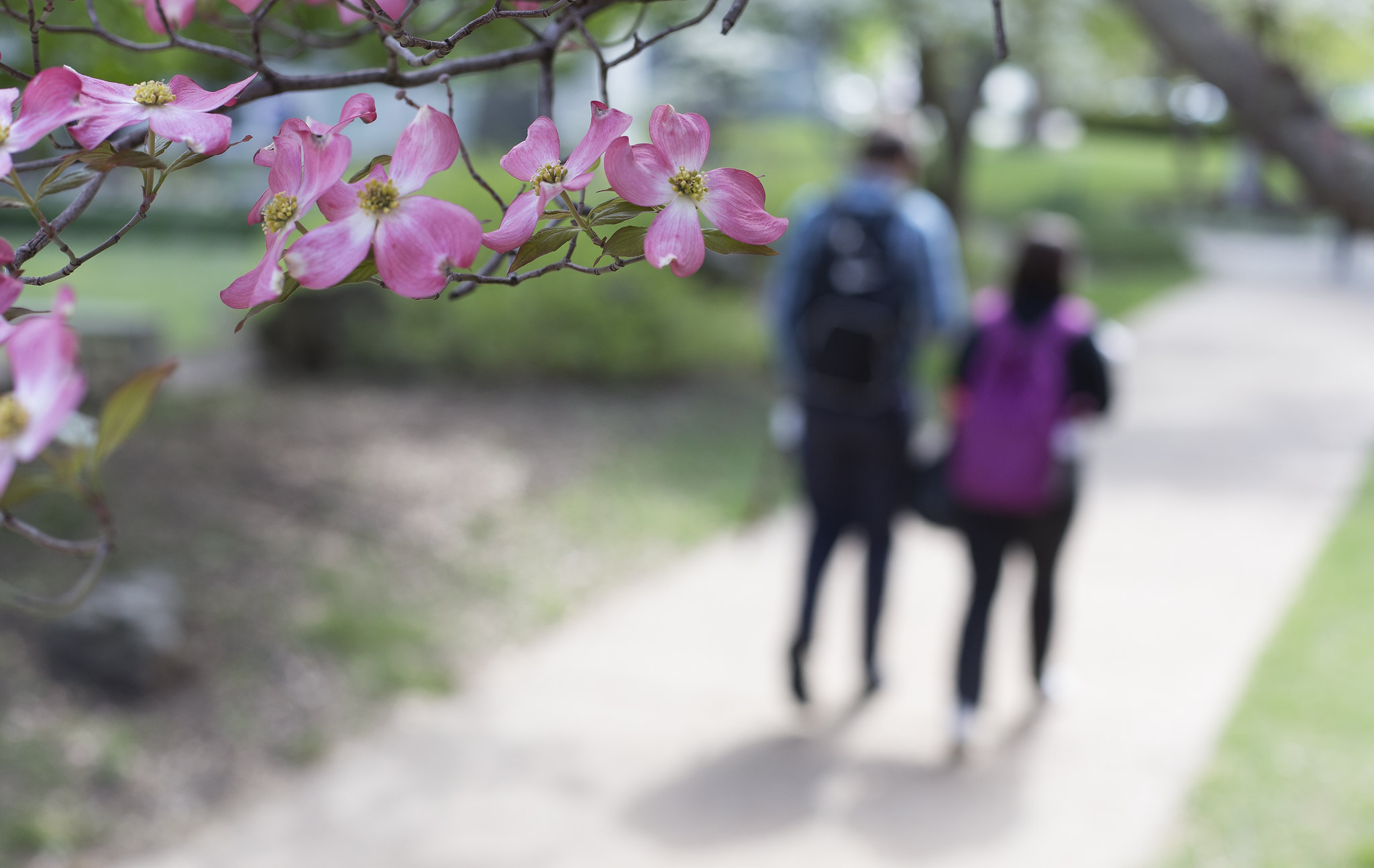 Spring on campus